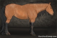 Horse Color:Bay  Brindle