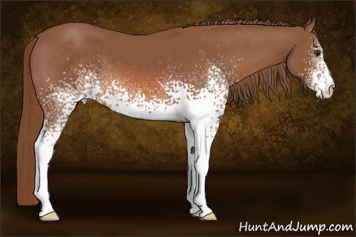 Horse Color: White Spotted Liver Chestnut 