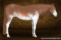 Horse Color:White Spotted Liver Chestnut 