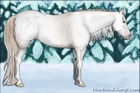 Horse Color:Gray Gold Champagne Snowcap 