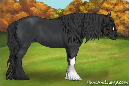 Horse Color: Black 