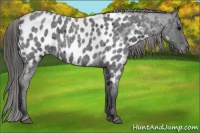 Horse Color:Blue Roan Near Leopard 