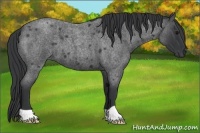 Horse Color:Blue Roan