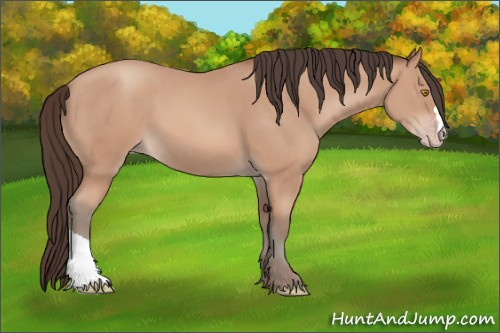 Horse Color: Amber Champagne 