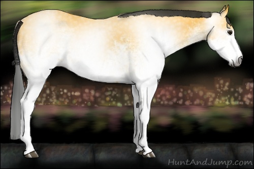 Horse Color:Gray White Spotted Buckskin Rabicano 