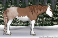 Horse Color:Red Roan Sabino Splash 