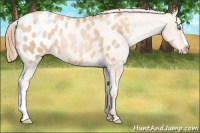 Horse Color:Gold Champagne Pearl Appaloosa 