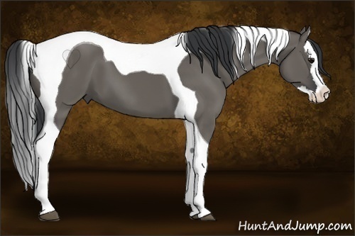 Horse Color:Grullo Splash Tobiano 