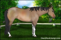 Horse Color:Bay Dun Tobiano 