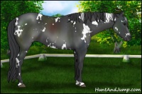 Horse Color:White Spotted Black 