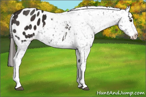 Horse Color: Liver Chestnut Blanket 