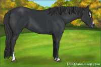 Horse Color:Black Sabino