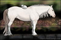 Horse Color:Bay Dun Appaloosa 