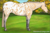 Horse Color:Buckskin Roan Near Leopard 