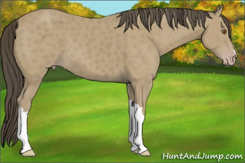 Horse Color: Classic Cream Champagne 
