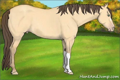 Horse Color: Amber Cream Champagne Dun  Brindle
