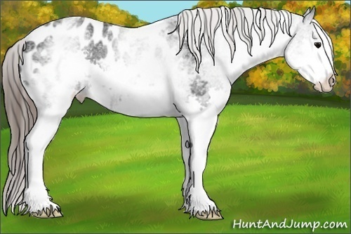Horse Color: White Spotted Black Splash Blanket Rabicano 