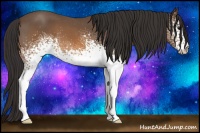 Horse Color:White Spotted Buckskin Roan
