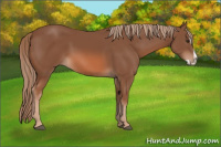 Horse Color:Liver Chestnut Splash 