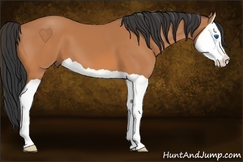 Horse Color:Bay Splash 
