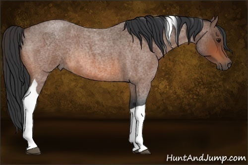 Horse Color:Bay Roan Tobiano Rabicano