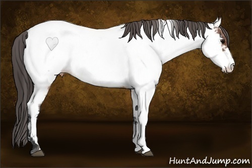 Horse Color:Brown Roan Sabino Near Fewspot 