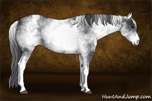 Horse Color:White Spotted Black