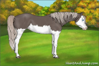 Horse Color:Silver Black Splash 