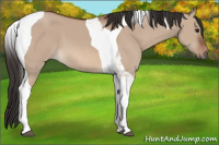 Horse Color:Bay Dun Tobiano
