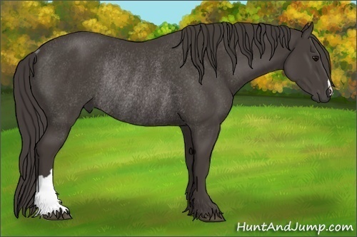Horse Color:Smoky Black Rabicano 