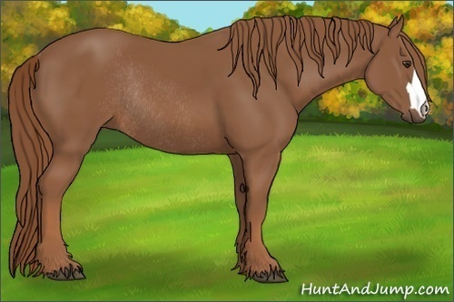 Horse Color: Chestnut Rabicano 