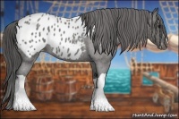 Horse Color:Blue Roan Appaloosa 