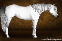 Horse Color:Gray Black 