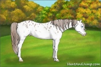 Horse Color:Bay Splash Near Leopard 