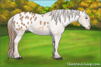 Horse Color:Red Dun Appaloosa 