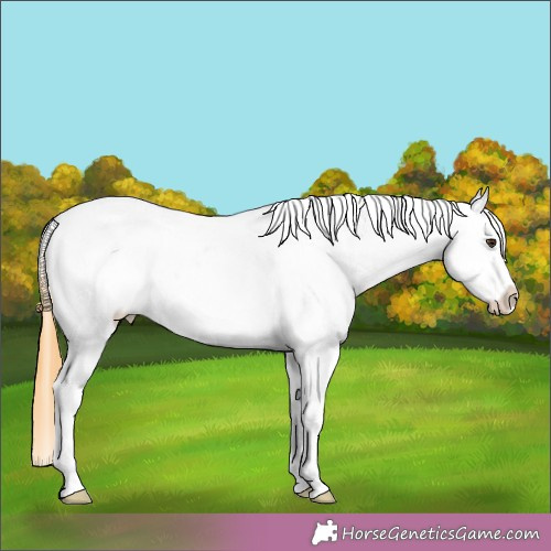 Horse Color: Buckskin Roan Dun Near Leopard 
