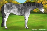 Horse Color:White Spotted Blue Roan Rabicano  Brindle