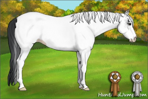 Horse Color: White Spotted Black 