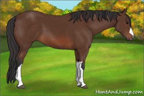 Horse Color: Bay 