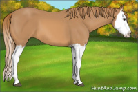 Horse Color:Chestnut Splash 