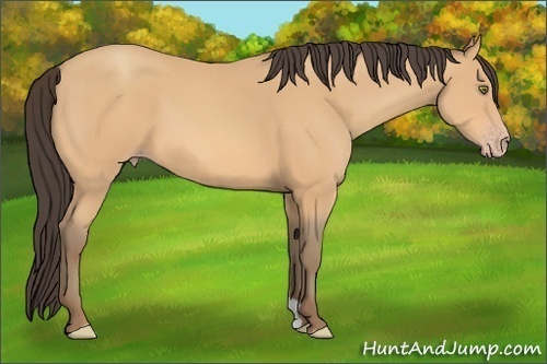Horse Color: Amber Champagne 