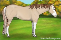 Horse Color:Red Dun Splash 