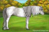 Horse Color:White Spotted Grullo Varnish Rabicano 