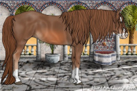 Horse Color:Chestnut Splash 