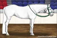 Horse Color:Gray Bay Splash Frame 