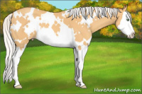 Horse Color:White Spotted Silver Amber Cream Champagne Splash