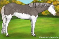Horse Color:Silver Black Splash 