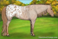 Horse Color:Red Roan Appaloosa 