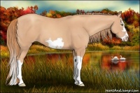 Horse Color:Gold Champagne Splash Frame 