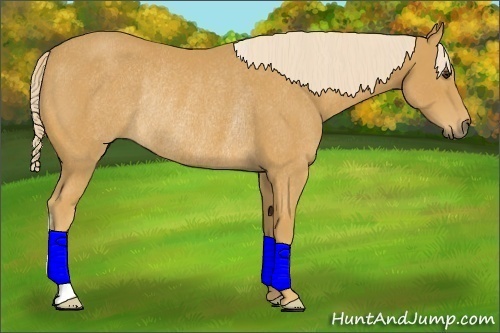 Horse Color:Palomino Rabicano
